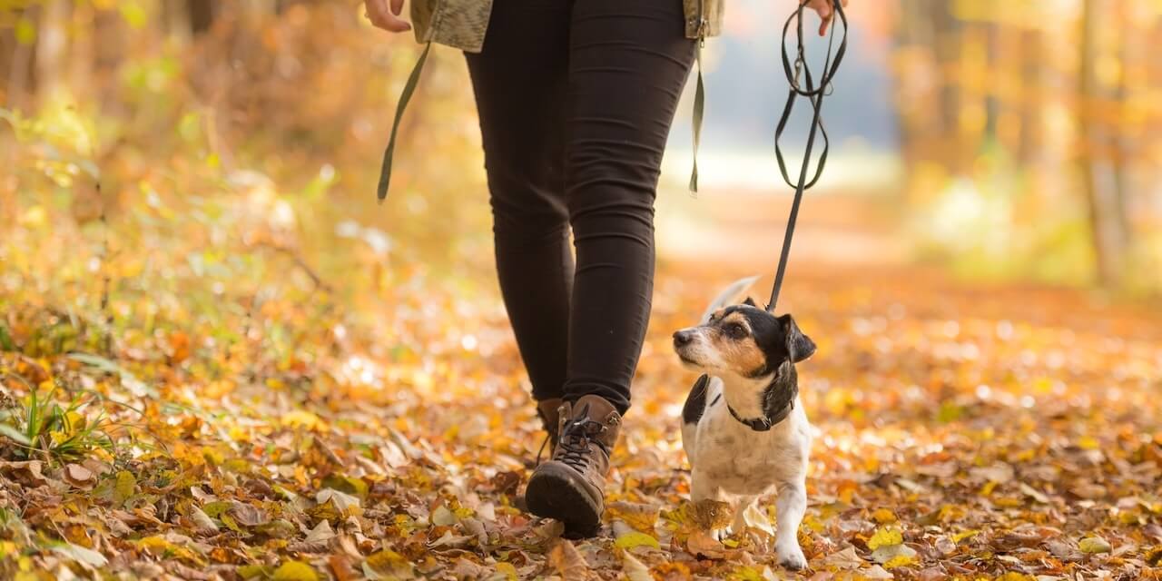 Chastain Veterinary Medical Group Texas
