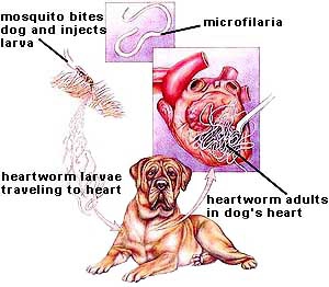 heartworm prevention for dogs In Dallas, Texas 