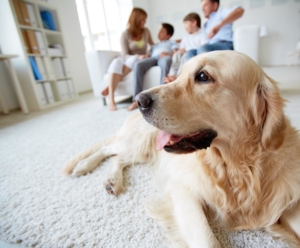 Leptospirosis_Vaccination_dog_news