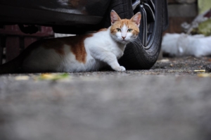Antifreeze Poisoning animal news
