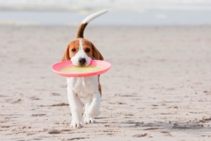 canine distemper dog news