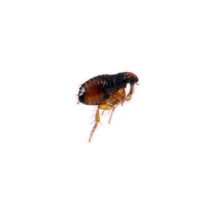 cat dog flea pet news