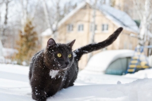 cat spay and neuter in Dallas, Texas 