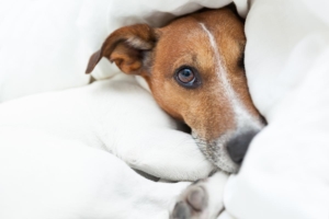 coronavirus dog news