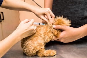 Dog Vaccinations in Dallas, Texas 