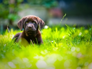 dog vaccinations In Dallas, Texas 