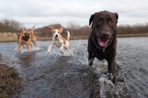 spay and neuter in Dallas, Texas 