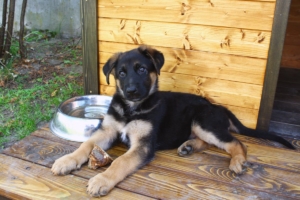 doghouse recommendations In Dallas, Texas 