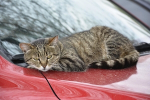 Cat Injuries In Dallas, Texas 