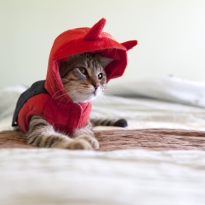 feline_declaw-cat-news