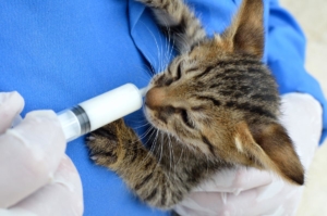 feline_distemper-cat-news