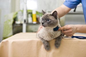 feline_infectious_peritonitis_cat-news
