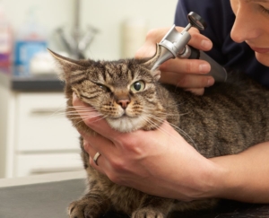 feline_leukemia2_cat-news