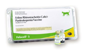 feline_viral_respiratory_disease_cat-news