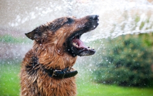 heatstroke2_dog-news