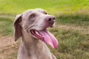 heatstroke_dog-news