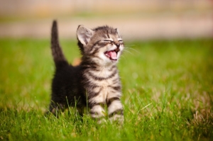 insecticide_poisoning_pet-news