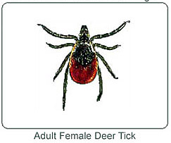 lyme_disease in pets