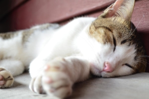 ovariohysterectomy_in_cats_cat-news