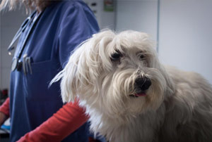 ovariohysterectomy_in_dogs_news