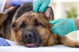routine-health-exams-pet-news