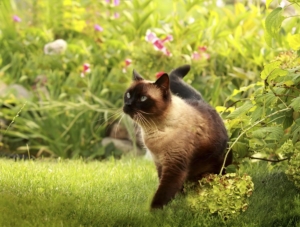 toxic-plants-pet-news