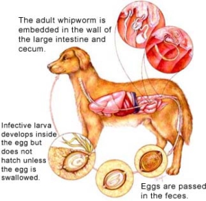 whipworms_dog-news