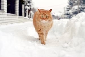 winter_paw_care_cat-news