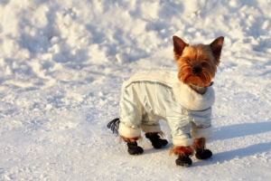 winter_tips_pet-news