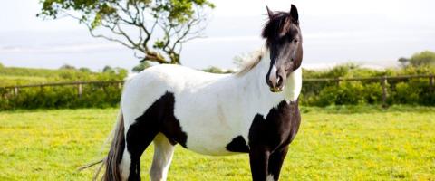 American Paint Horse Breed Profile, GeniusVets American Paint Horse Breed Profile, GeniusVets