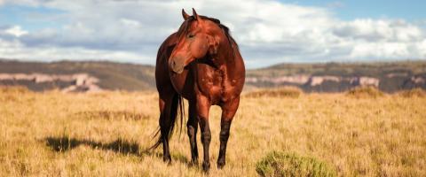 American Quarter Horse Breed Information American Quarter Horse Breed Information