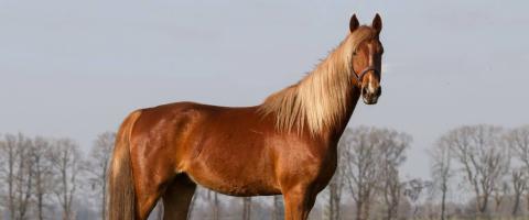 American Saddlebred Breed Profile, GeniusVets American Saddlebred Breed Profile, GeniusVets