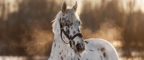 Appaloosa Horse Breed Profile, GeniusVets Appaloosa Horse Breed Profile, GeniusVets
