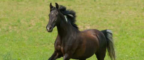 The Tennesee Walker Horse Breed Profile, GeniusVets The Tennesee Walker Horse Breed Profile, GeniusVets