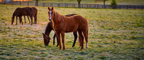 Thoroughbred Horse Breed Profile, GeniusVets Thoroughbred Horse Breed Profile, GeniusVets