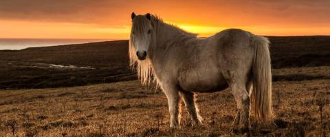 Welsh Pony and Cob Breed Profile, GeniusVets Welsh Pony and Cob Breed Profile, GeniusVets