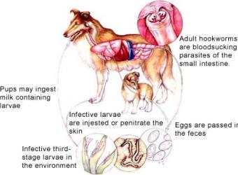 Hookworm Infection
