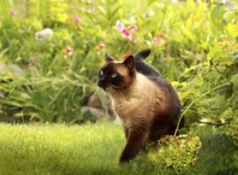 Lawns, Toxic Plants and Outdoor Chemicals