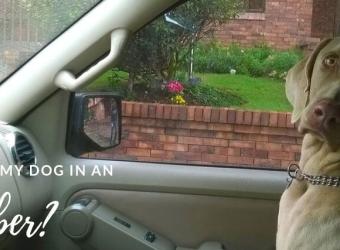 "Can I Take My Dog in an Uber?": Pets & Rideshares or Public Transportation