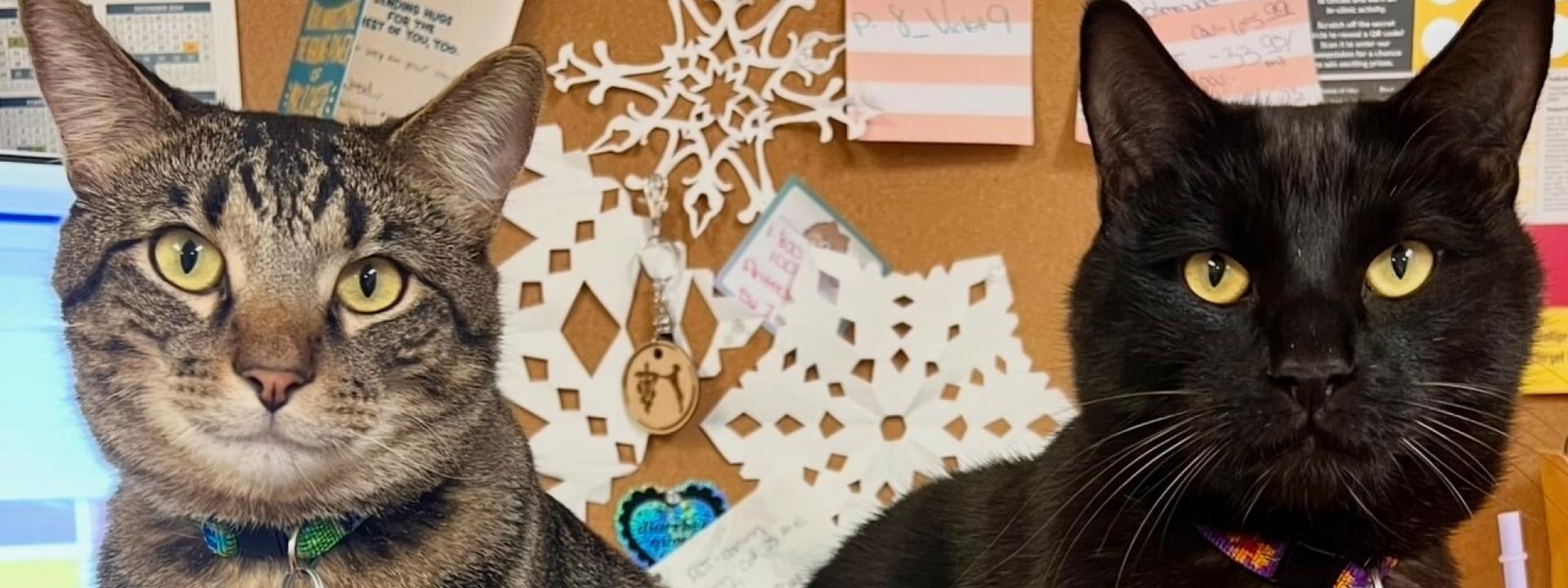 Cats from Meadow Brook Clinic 