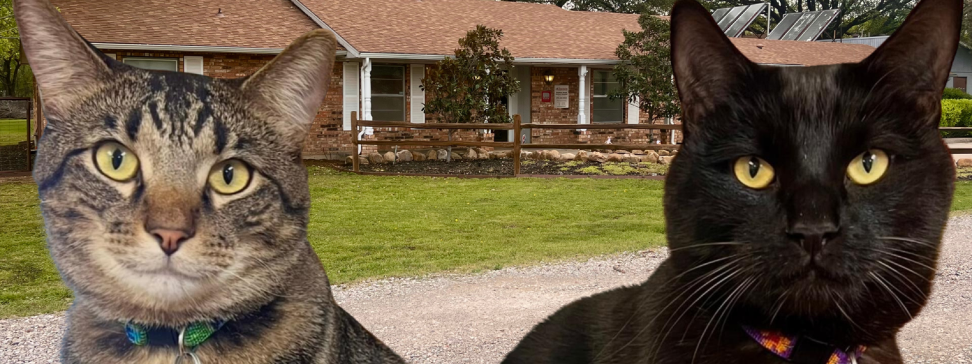 Two Cats Banner