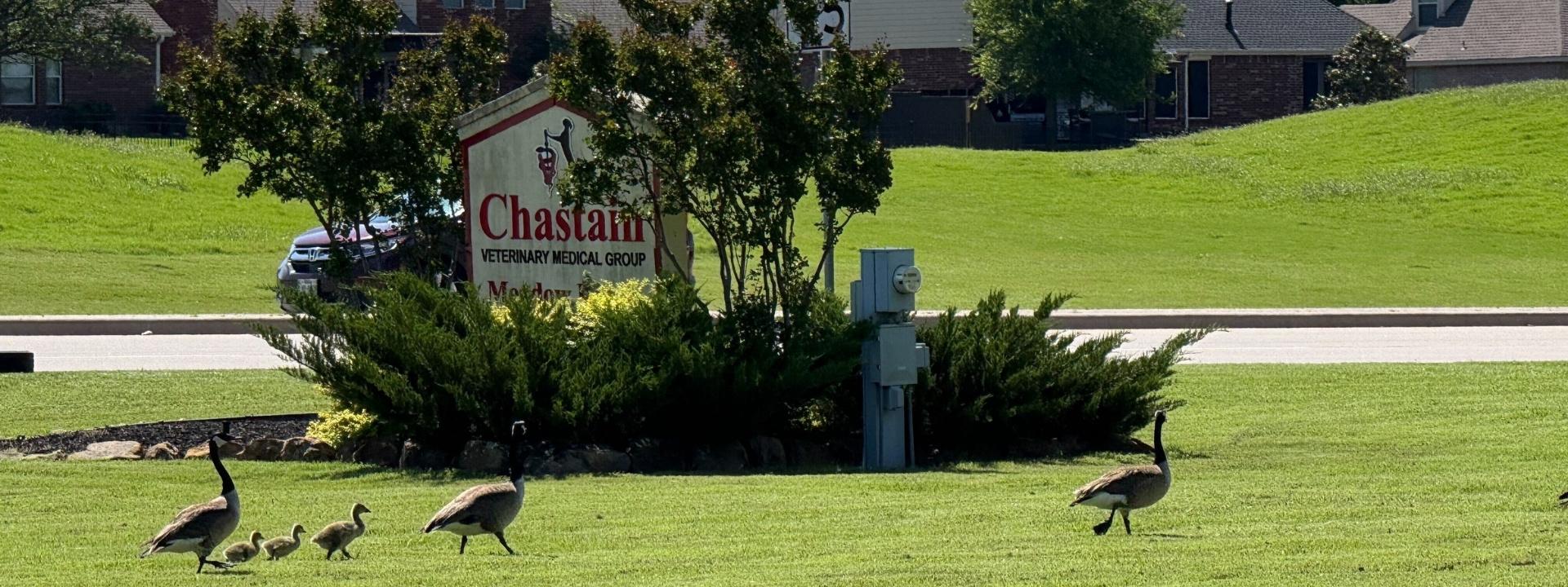 Geese in front of clinic sign